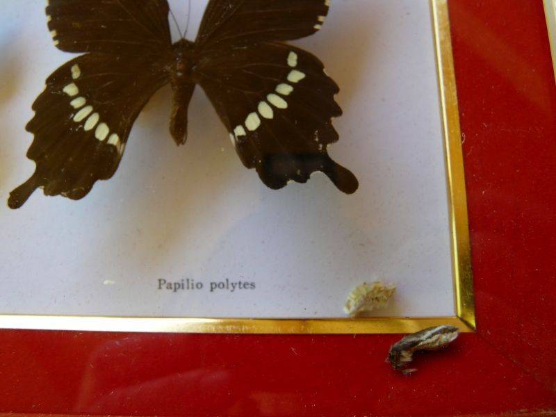 Tableau de papillons naturalisés