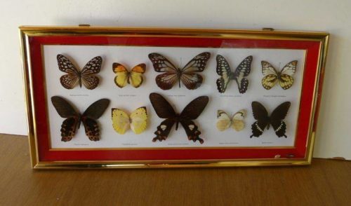 Tableau de papillons naturalisés